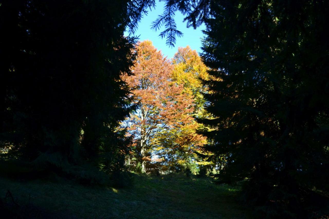 Pension Edelweiss Top21 Gosau Exterior foto